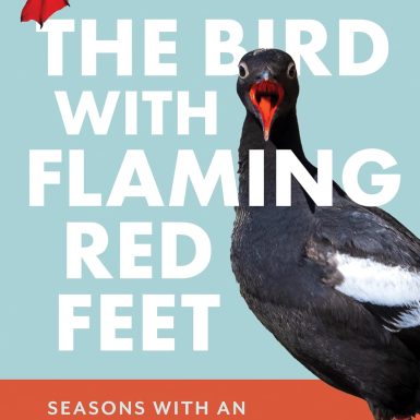 The Bird with Flaming Red Feet: Seasons with an Uncommonly Common Seabird