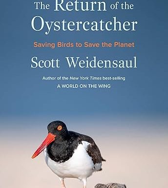 The Return of the Oystercatcher: Saving Birds to Save the Planet